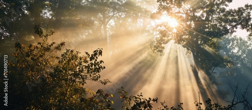 Rays of sun between trees along the road on a foggy morning. Creative Banner. Copyspace image