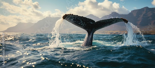 Seascape with Whale tail The humpback whale Megaptera novaeangliae tail dripping with water in False Bay off the Southern Africa Coast. Creative Banner. Copyspace image photo