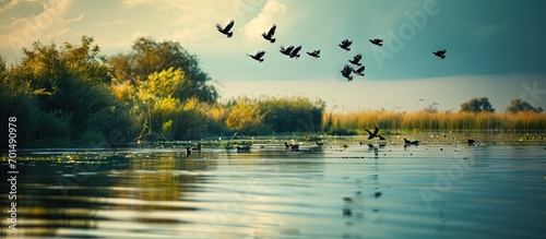 Photo of birds perched on the calm waters of the Danube Delta reservation Wild birds fly Danube Delta. Creative Banner. Copyspace image photo