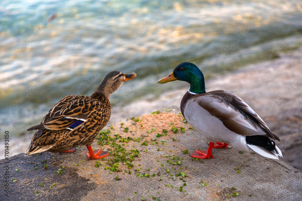 Ducks feeding on clover leaves by the Geneva Lake, Switzerland Ducks feeding on clover leaves by the Geneva Lake, Switzerland