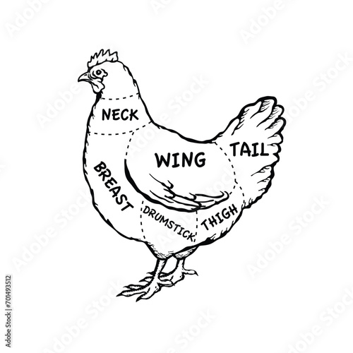 Butchers diagram for cutting chicken
