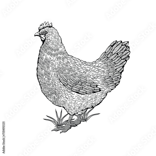 Vector illustration of a chicken