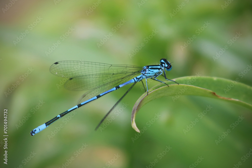 blue damselfly on a leaf with green background blue damselfly on a leaf with green background