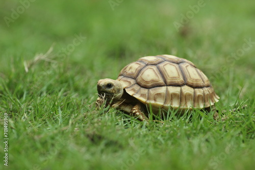 tortoise, sulcata, a sulcata tortoise walking on a stretch of grass