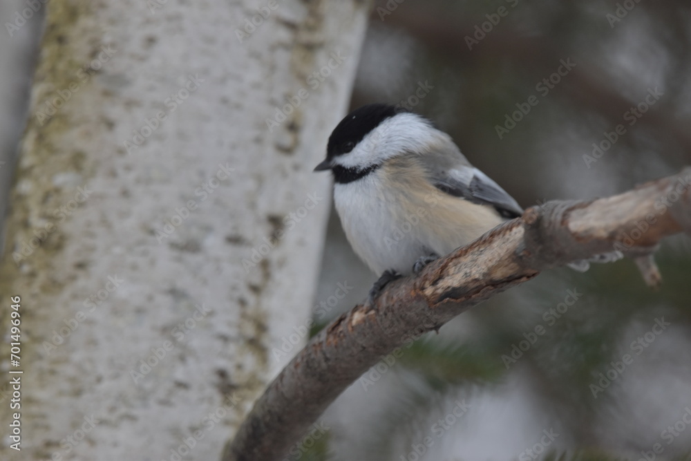 Obraz premium La Plaine 1 Janvier 2024