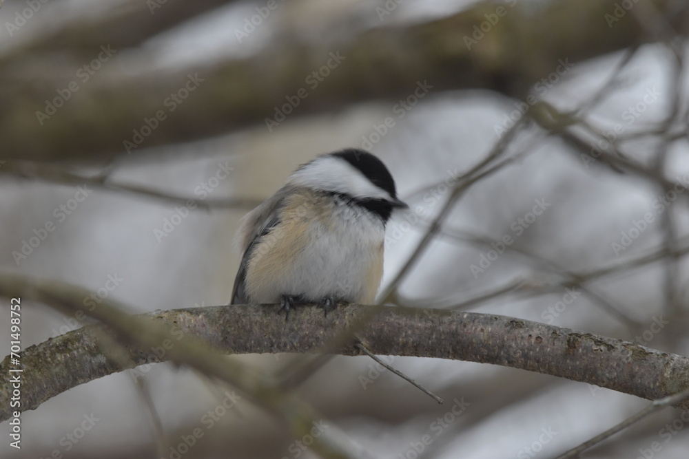 Obraz premium La Plaine 1 Janvier 2024