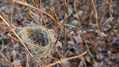 Empty bird nest between branches