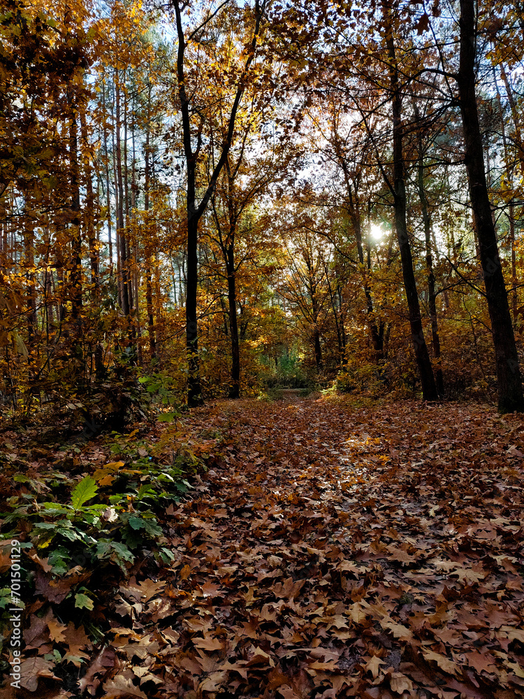 autumn postcard with forest vertical
