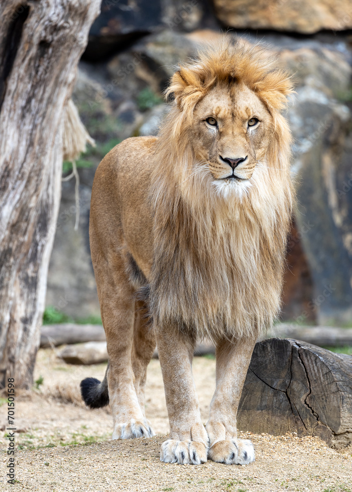 African Lion (Panthera leo) In The Wild African Lion (Panthera leo) In The Wild