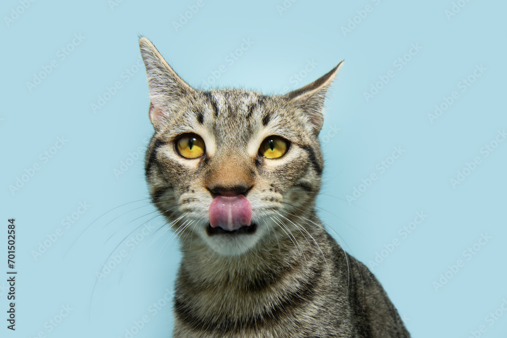 Portrait hungry small cat pet licking its lips with tongue. Isolated on blue pastel background