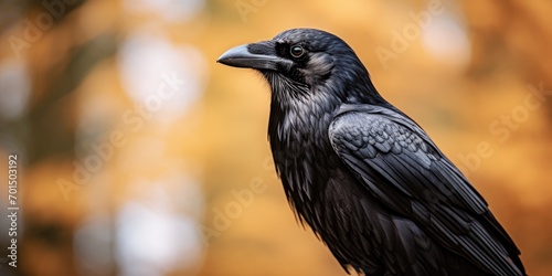 Portrait of black raven in the wild, bird animal concept