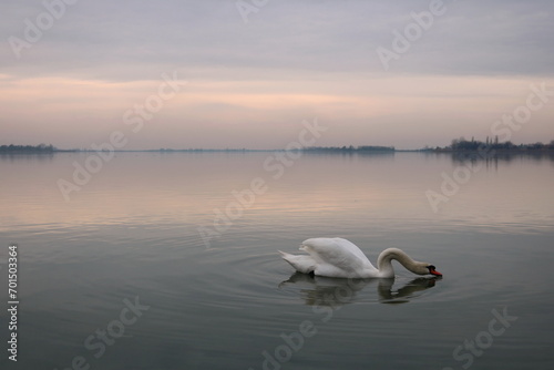 a swan on the lake touching the surface of the water