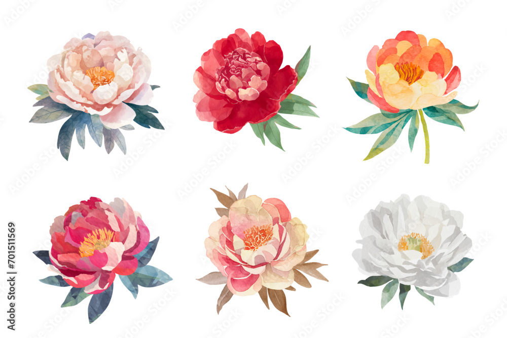 watercolor graphic resources with transparent background, peony flower drawing set / collection