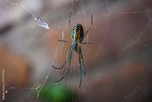 Closeup of a Leucauge sp. spider on her web. photo