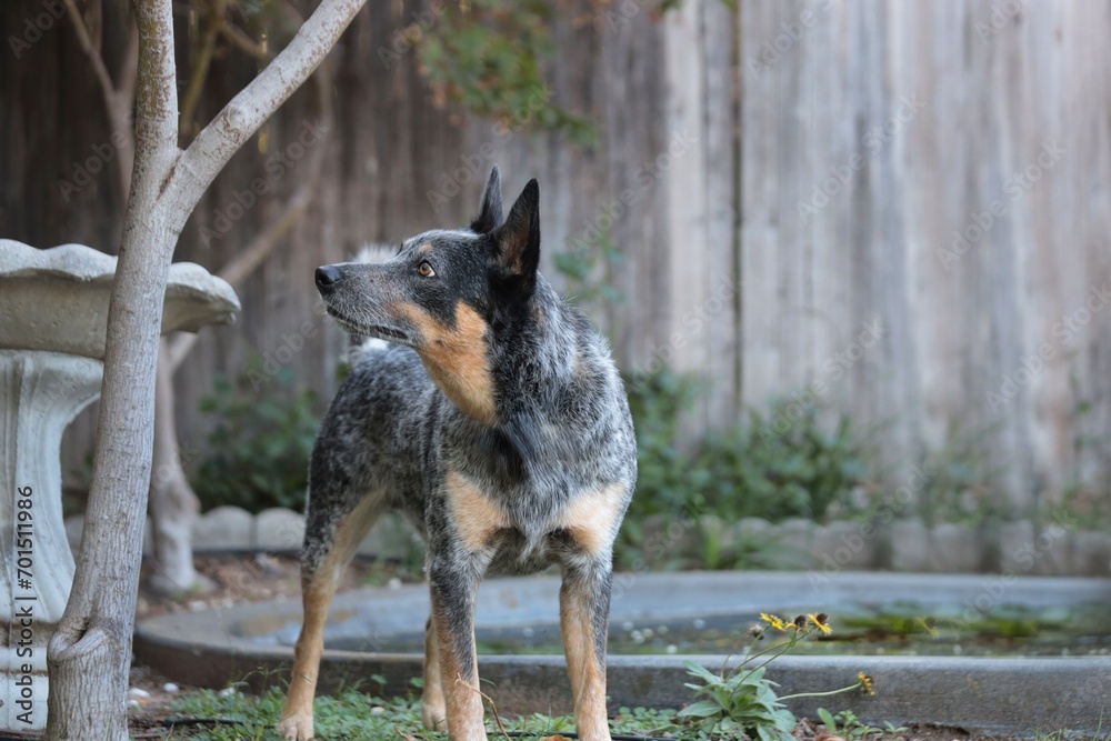 portrait of a dog