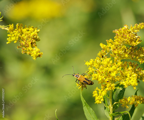 Goldenrod Soldier Beetle, Chauliognathus pensylvanicus, on goldenrod, Solidago sp. photo