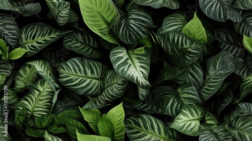  a close up of a green and white plant with lots of leafy green and white leaves on top of it.
