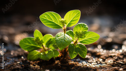Grüne Pflanzentriebe frisch aus dem Boden / Erde / Wachstum photo