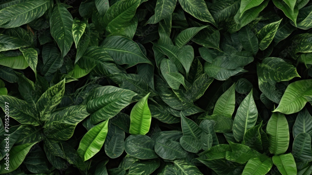 a close up of a green leafy plant with lots of green leaves on the top and bottom of it. a close up of a green leafy plant with lots of green leaves on the top and bottom of it.