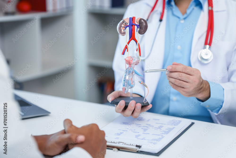 close-up of male patient consultation with doctor, explaining model of reproductive system, possibly discussing prostate cancer, cystitis, or urinary tract infection. - obrazy, fototapety, plakaty 