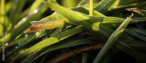 close up of sugar cane stalks, sugar cane plantation background during bright sun