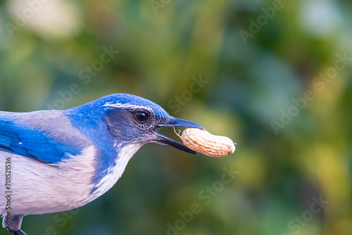 Get your peanuts here! Close up of a blue jay.