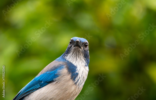 Stink eye from the California jay in Southern Oregon.