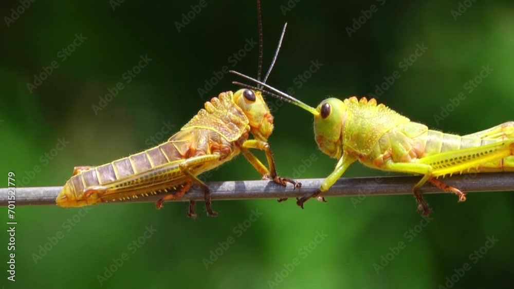 grasshopper on a leaf