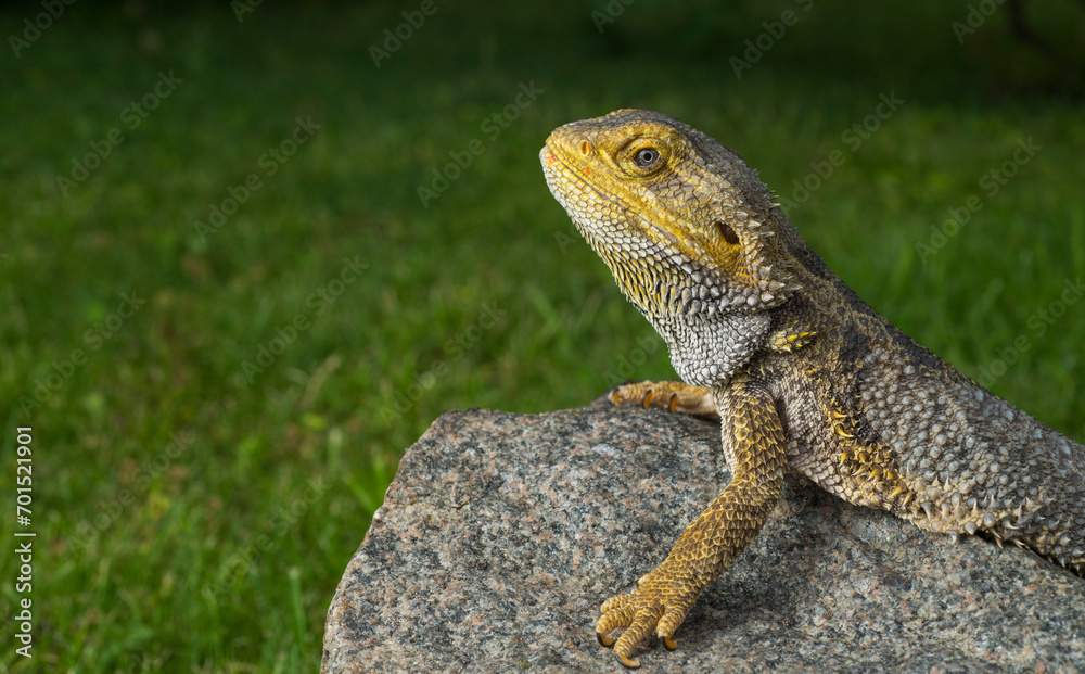 Obraz premium agama dragon portrait for background with empty space for text