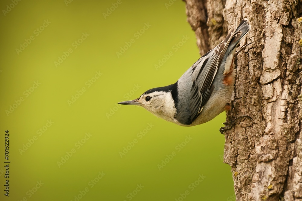Obraz premium White-breasted nuthatch on a tree, with a spring green background.