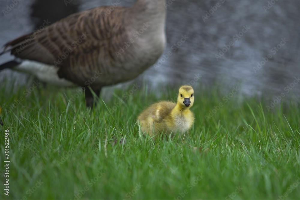 Canada gosling in front of mother in grass near water. Canada gosling in front of mother in grass near water.