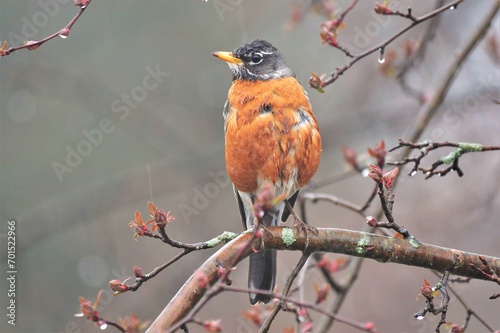 Wet American robin in a crab apple tree in the rain. photo