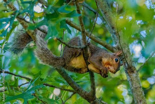 Fototapeta Naklejka Na Ścianę i Meble -  Squirrel in Tree With Acorn