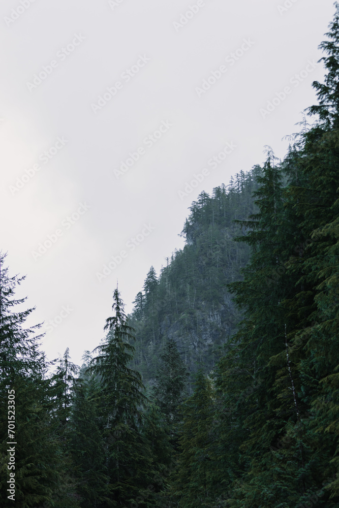 Forest Landscape with fog Forest Landscape with fog