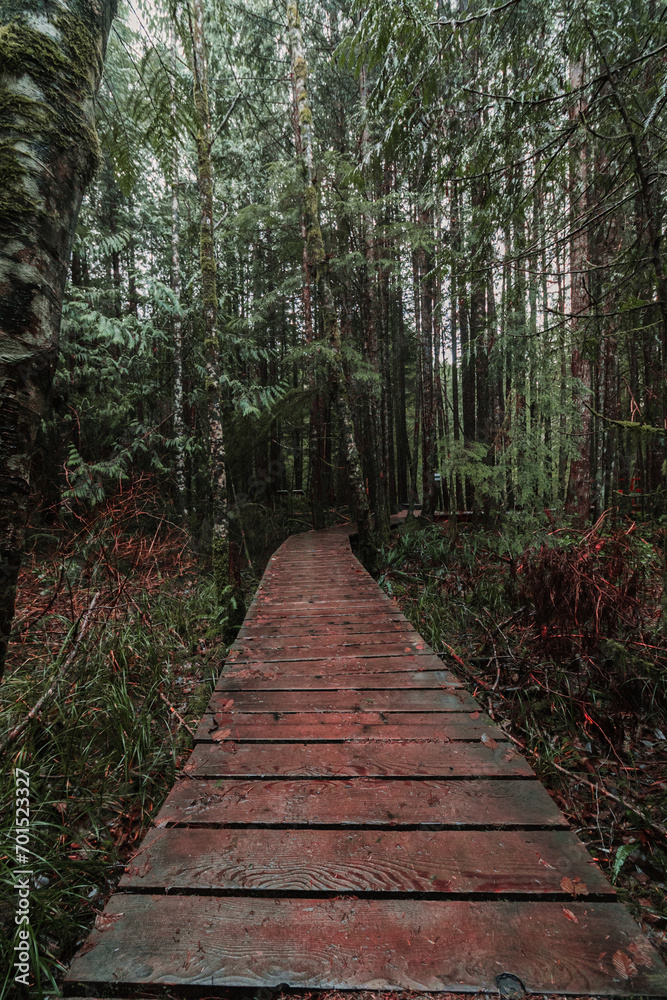 Trees in West Coast Forest with wooden path Trees in West Coast Forest with wooden path