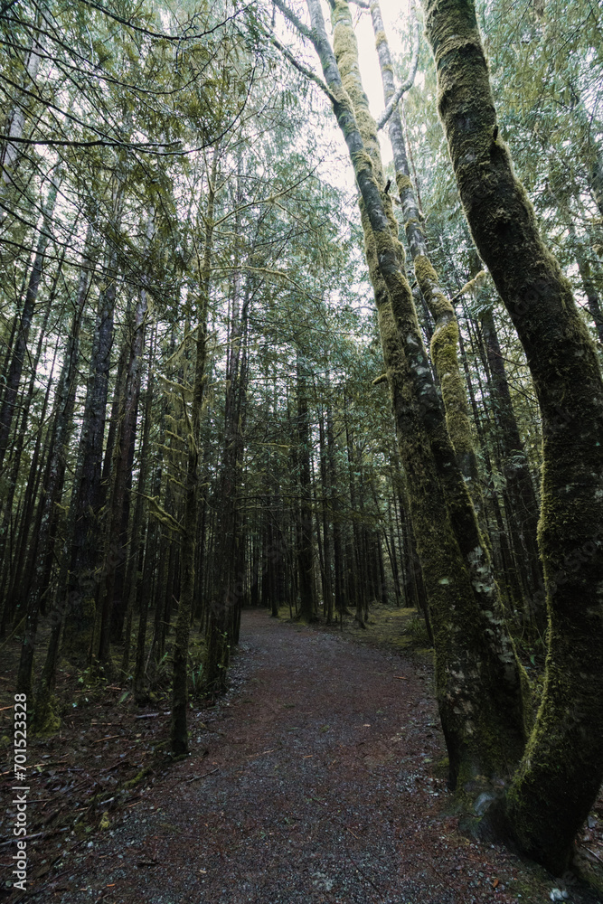 Fototapeta premium Trees in West Coast Forest with wooden path