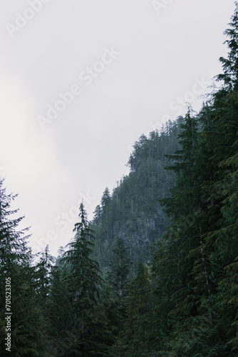 Forest Landscape with fog
