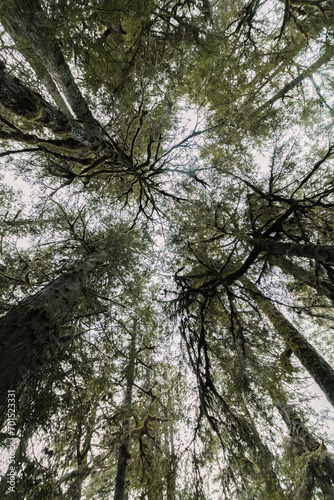 Looking up at Trees in West Coast Forest