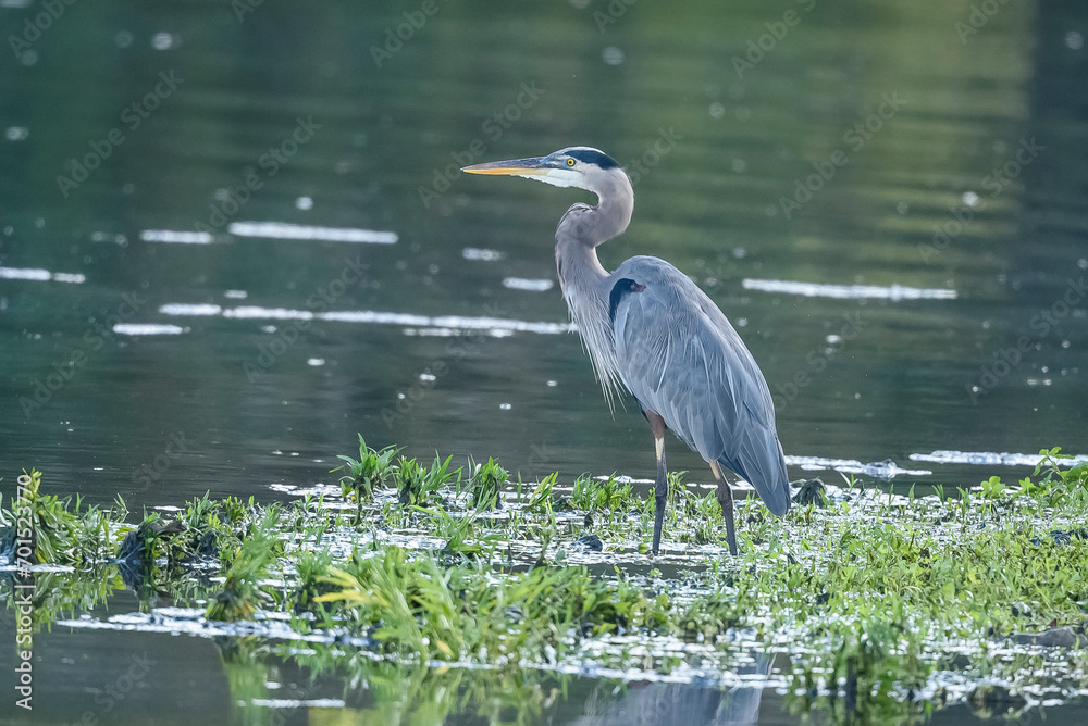 Great Blue Heron Great Blue Heron