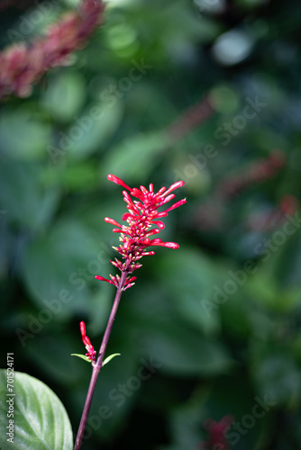 Bright red tropical flower on red background photo