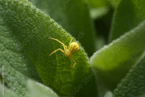 MACRO Close-up of a yellow golden spider on Green Leaf