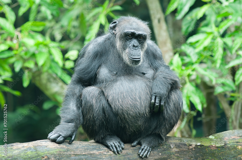 A Chimpanzee or Pan troglodytes