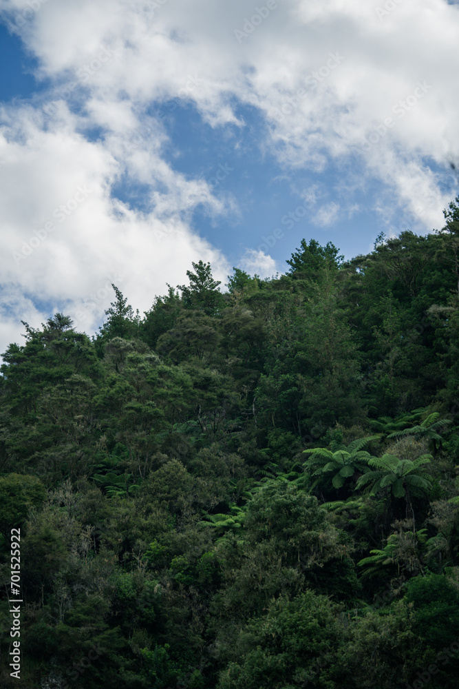 clouds in the forest