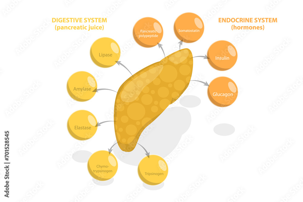 3D Isometric Flat  Illustration of Pancreas Function, Digestive System