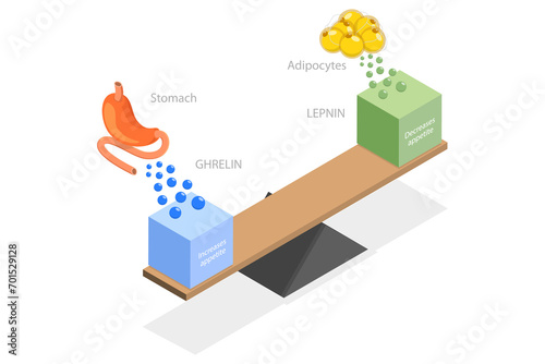 3D Isometric Flat  Illustration of Leptin And Ghrelin, Human Endocrine System photo