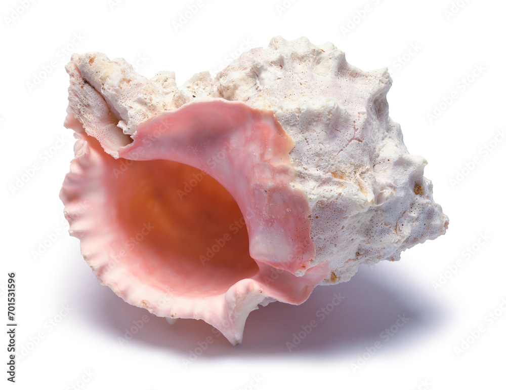 Large Sea Shell