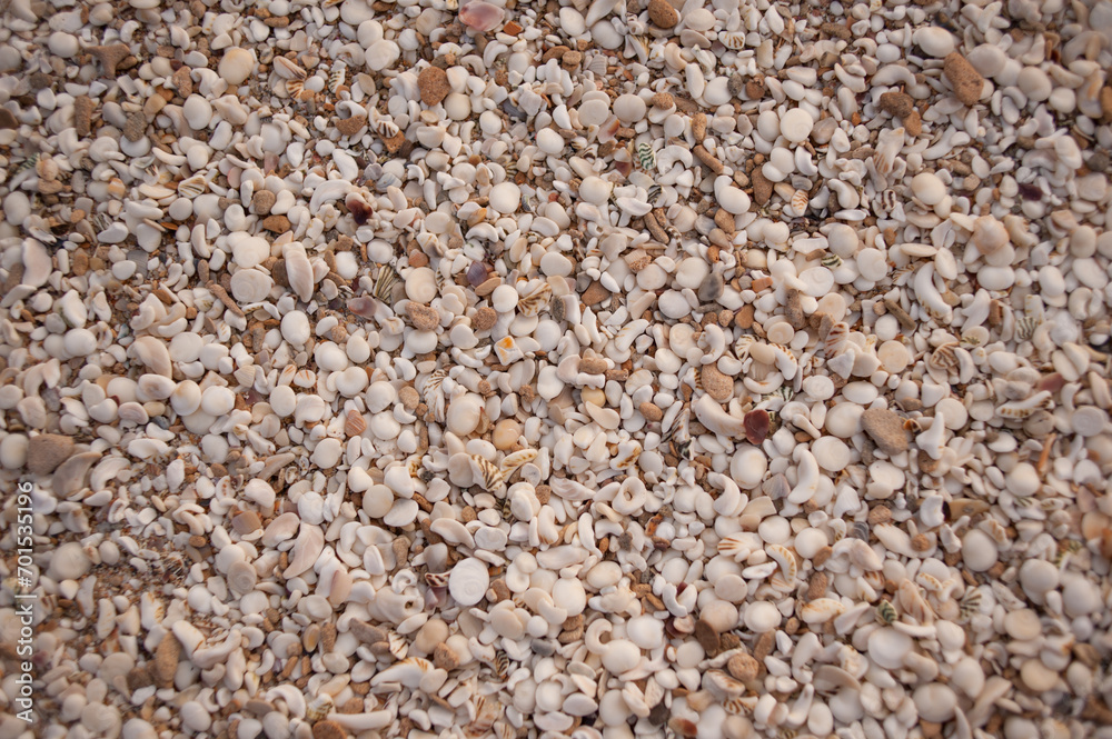 Sea Shell Background Sea Shell Background