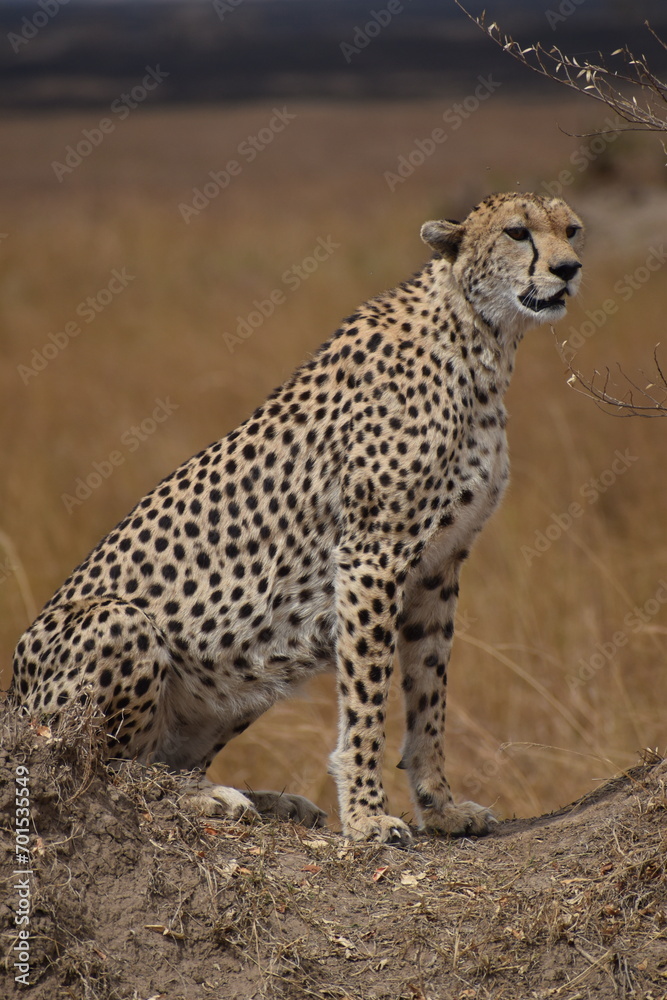 cheetah in the savannah