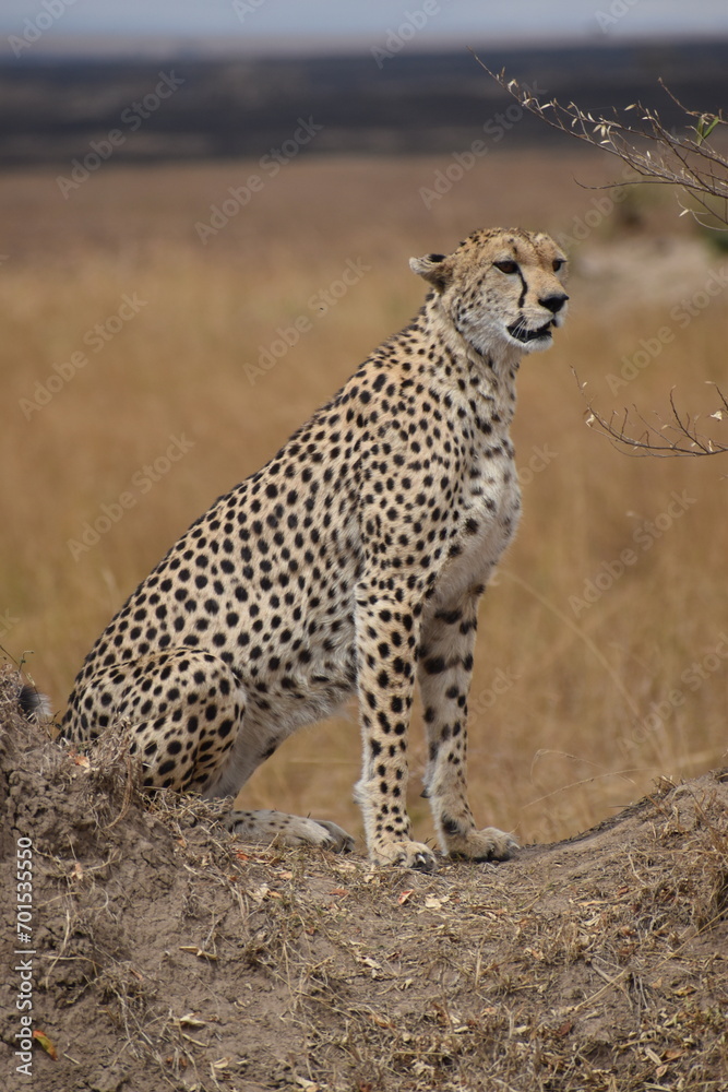 Naklejka premium cheetah in the savannah