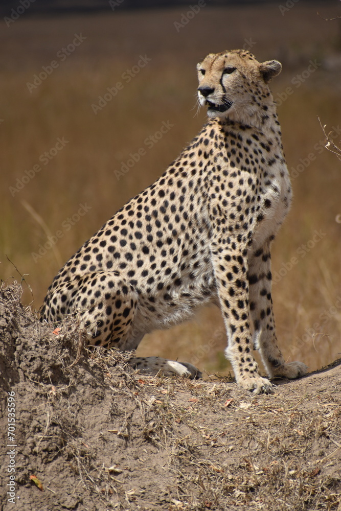 Naklejka premium cheetah in the wild